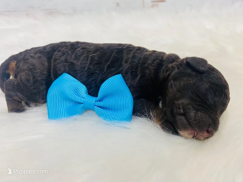 Rollo. Akc. Clear – Poodle - Toy , Poodle - Miniature  puppy for sale in Nixa, MO