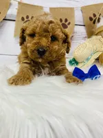 Diesel. AKC, a male Poodle - Miniature  for sale in Nixa, MO – 1 of 4