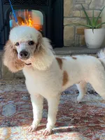 Texas. AKC. OFA, a male Poodle - Standard  for sale in Nixa, MO – 4 of 7