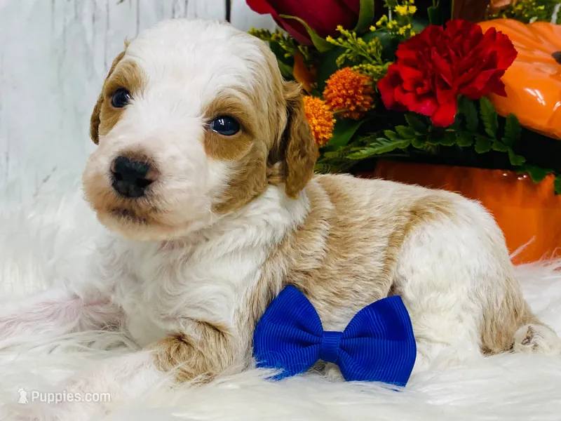 Jade. AKC – Poodle - Standard  puppy for sale in Nixa, MO