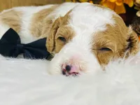 Gunther.  AKC, a male Poodle - Miniature  for sale in Nixa, MO – 5 of 5