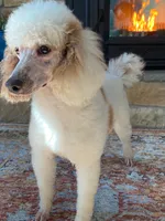 Texas. AKC. OFA, a male Poodle - Standard  for sale in Nixa, MO – 7 of 7