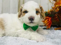 Bing.   AKC, a male Poodle - Miniature  for sale in Nixa, MO – 2 of 5