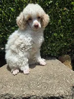 Peaches.  AKC, a female Poodle - Toy  for sale in Nixa, MO – 3 of 3