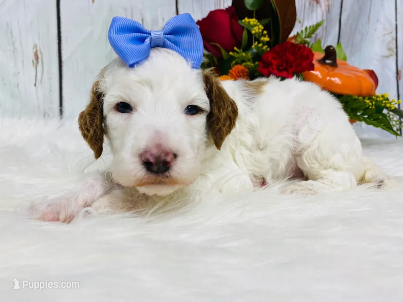 Opal.  AKC – Poodle - Standard  puppy for sale in Nixa, MO