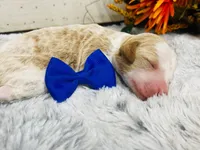 Jade. AKC, a male Poodle - Standard  for sale in Nixa, MO – 3 of 4