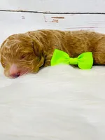 Dallas. AKC. Clear, a male Poodle - Standard  for sale in Nixa, MO – Photo 4 of 4