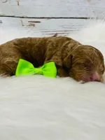 Dallas. AKC. Clear, a male Poodle - Standard  for sale in Nixa, MO – Photo 3 of 4