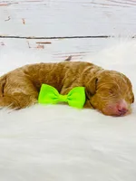 Dallas. AKC. Clear, a male Poodle - Standard  for sale in Nixa, MO – Photo 2 of 4