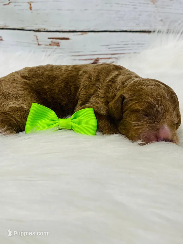 Dallas. AKC. Clear – Poodle - Standard  puppy for sale in Nixa, MO