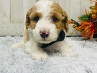 Pork chop  AKC, a male Poodle - Miniature  for sale in Nixa, MO – 2 of 8