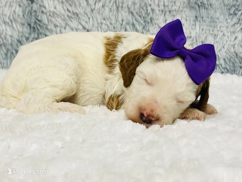 Opal.  AKC – Poodle - Standard  puppy for sale in Nixa, MO