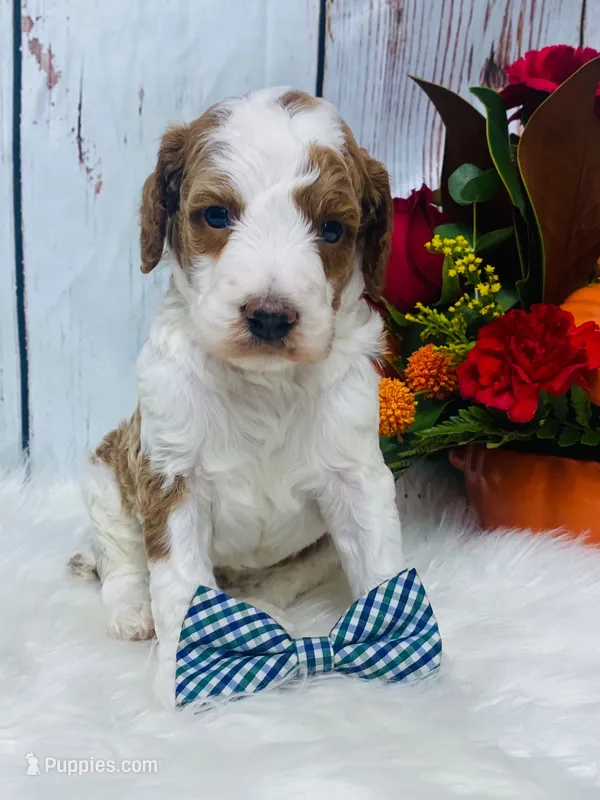 Marble.  AKC – Poodle - Standard  puppy for sale in Nixa, MO