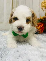 Bing.   AKC, a male Poodle - Miniature  for sale in Nixa, MO – 5 of 5