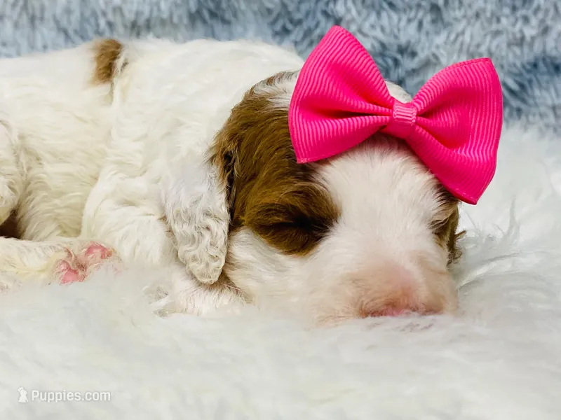 Pearl. AKC – Poodle - Standard  puppy for sale in Nixa, MO