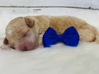 Snicker.  Akc. Clear, a male Poodle - Toy  and Poodle - Miniature  for sale in Nixa, MO – 4 of 5