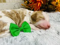 Marble.  AKC, a male Poodle - Standard  for sale in Nixa, MO – 8 of 8