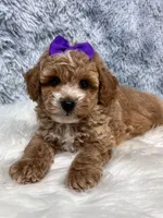 Daisey. AKC, a female Poodle - Toy  for sale in Nixa, MO – 2 of 4