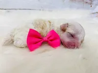 Bonbon. Akc. Clear , a female Poodle - Toy  and Poodle - Miniature  for sale in Nixa, MO – 4 of 6