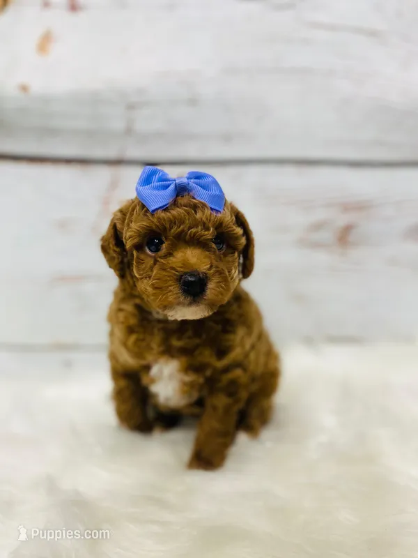 Cinnamon. AKC – Poodle - Toy  puppy for sale in Nixa, MO