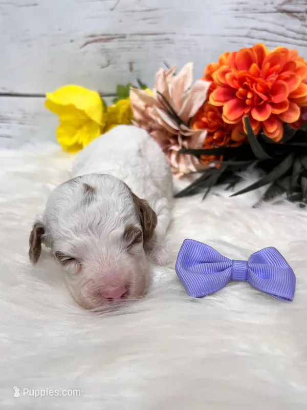 Arizona.  AKC.  Clear – Poodle - Standard  puppy for sale in Nixa, MO