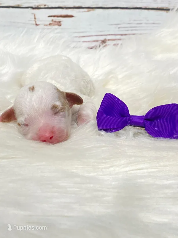 Arizona.  AKC.  Clear – Poodle - Standard  puppy for sale in Nixa, MO