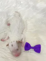 Arizona.  AKC.  Clear, a female Poodle - Standard  for sale in Nixa, MO – Photo 4 of 5