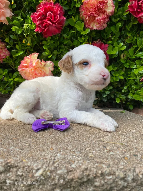 Arizona.  AKC.  Clear – Poodle - Standard  puppy for sale in Nixa, MO