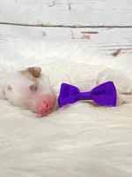 Arizona.  AKC.  Clear, a female Poodle - Standard  for sale in Nixa, MO – Photo 5 of 5