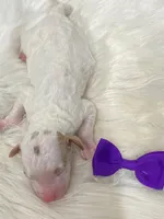 Arizona.  AKC.  Clear, a female Poodle - Standard  for sale in Nixa, MO – Photo 3 of 5