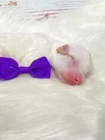 Arizona.  AKC.  Clear, a female Poodle - Standard  for sale in Nixa, MO – Photo 2 of 5