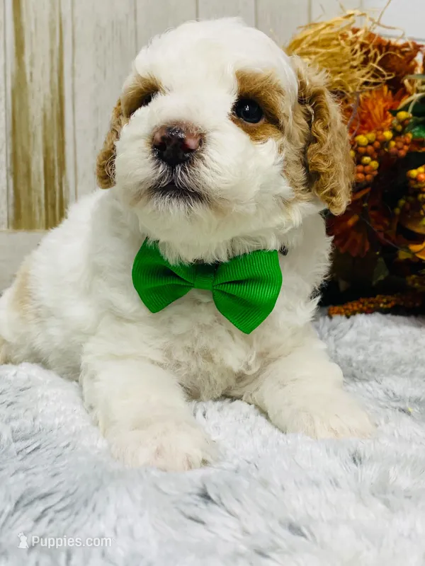 Bing.   AKC – Poodle - Miniature  puppy for sale in Nixa, MO