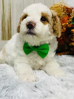 Bing.   AKC, a male Poodle - Miniature  for sale in Nixa, MO – 1 of 5