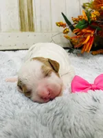 Pearl. AKC, a female Poodle - Standard  for sale in Nixa, MO – 1 of 3