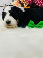 Kitkat. AKC. Clear, a male Poodle - Toy  and Poodle - Miniature  for sale in Nixa, MO – 5 of 8