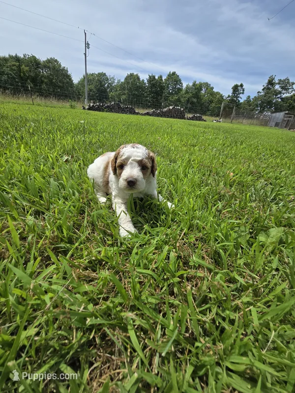 Arizona.  AKC.  Clear – Poodle - Standard  puppy for sale in Nixa, MO