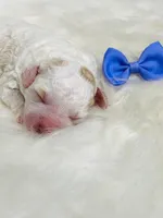 Twix.  Akc.  Clear, a female Poodle - Toy  and Poodle - Miniature  for sale in Nixa, MO – 5 of 5
