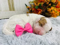 Pearl. AKC, a female Poodle - Standard  for sale in Nixa, MO – 3 of 3