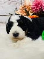 Kitkat. AKC. Clear, a male Poodle - Toy  and Poodle - Miniature  for sale in Nixa, MO – 4 of 8