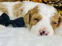 Gunther.  AKC, a male Poodle - Miniature  for sale in Nixa, MO – 2 of 5