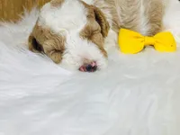 Willie. AKC, a male Poodle - Miniature  for sale in Nixa, MO – 8 of 10