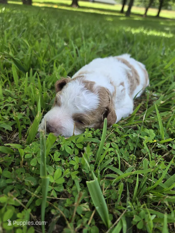 Arizona.  AKC.  Clear – Poodle - Standard  puppy for sale in Nixa, MO