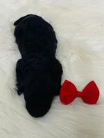 Maverick.  AKC., a male Poodle - Miniature  for sale in Nixa, MO – Photo 7 of 7