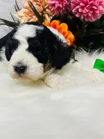 Kitkat. AKC. Clear, a male Poodle - Toy  and Poodle - Miniature  for sale in Nixa, MO – 8 of 8
