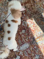 Texas. AKC. OFA, a male Poodle - Standard  for sale in Nixa, MO – 2 of 7