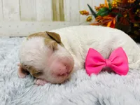Pearl. AKC, a female Poodle - Standard  for sale in Nixa, MO – 2 of 3