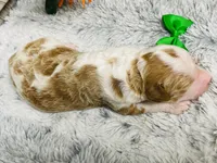 Marble.  AKC, a male Poodle - Standard  for sale in Nixa, MO – 6 of 8