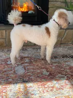 Texas. AKC. OFA, a male Poodle - Standard  for sale in Nixa, MO – 3 of 7