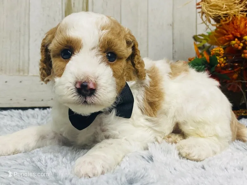 Pork chop  AKC – Poodle - Miniature  puppy for sale in Nixa, MO