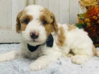 Pork chop  AKC, a male Poodle - Miniature  for sale in Nixa, MO – 1 of 8